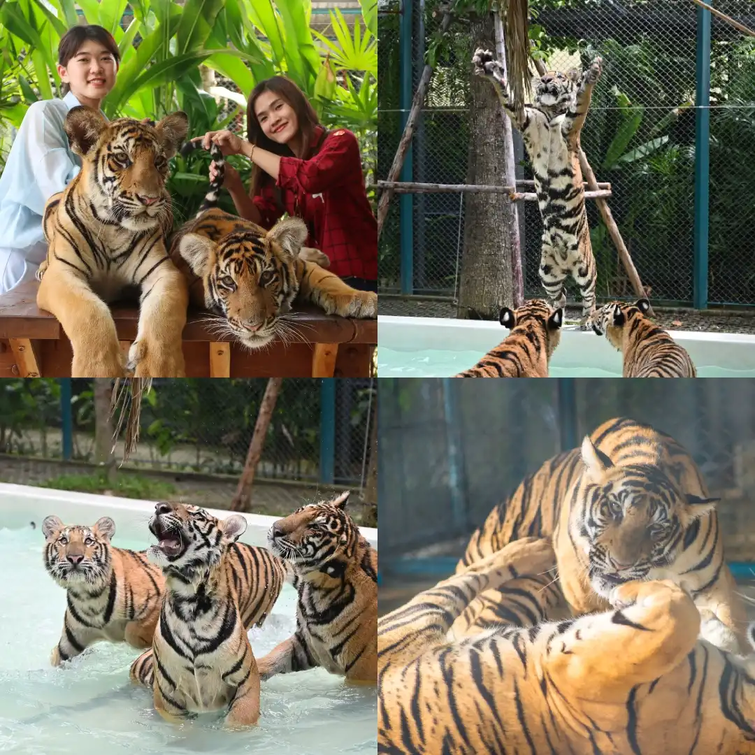 Tiger Park Pattaya