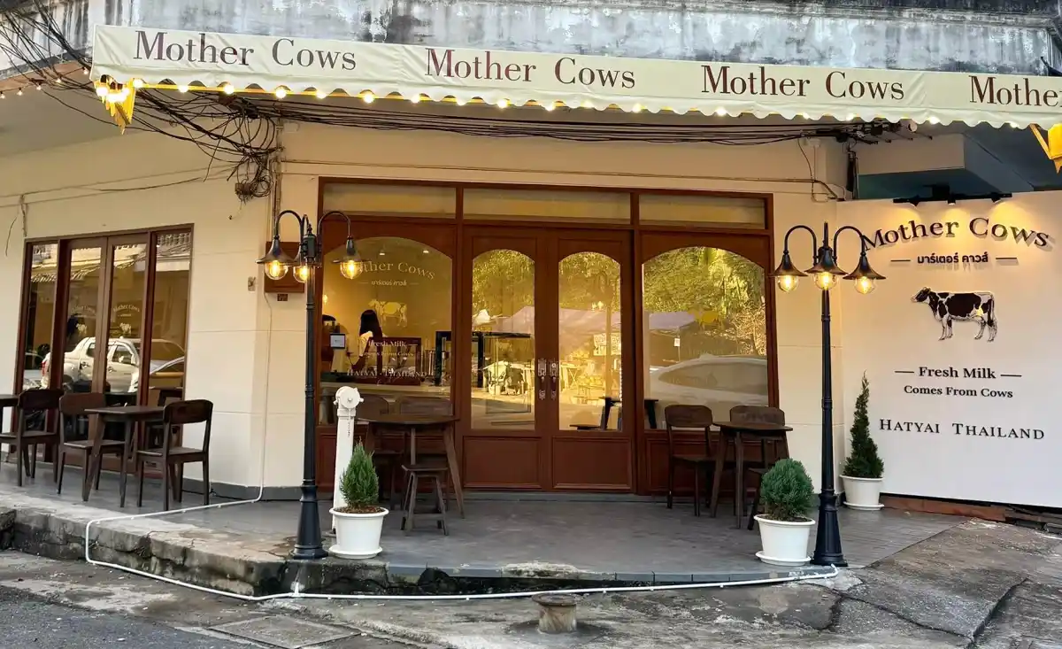 mother cows