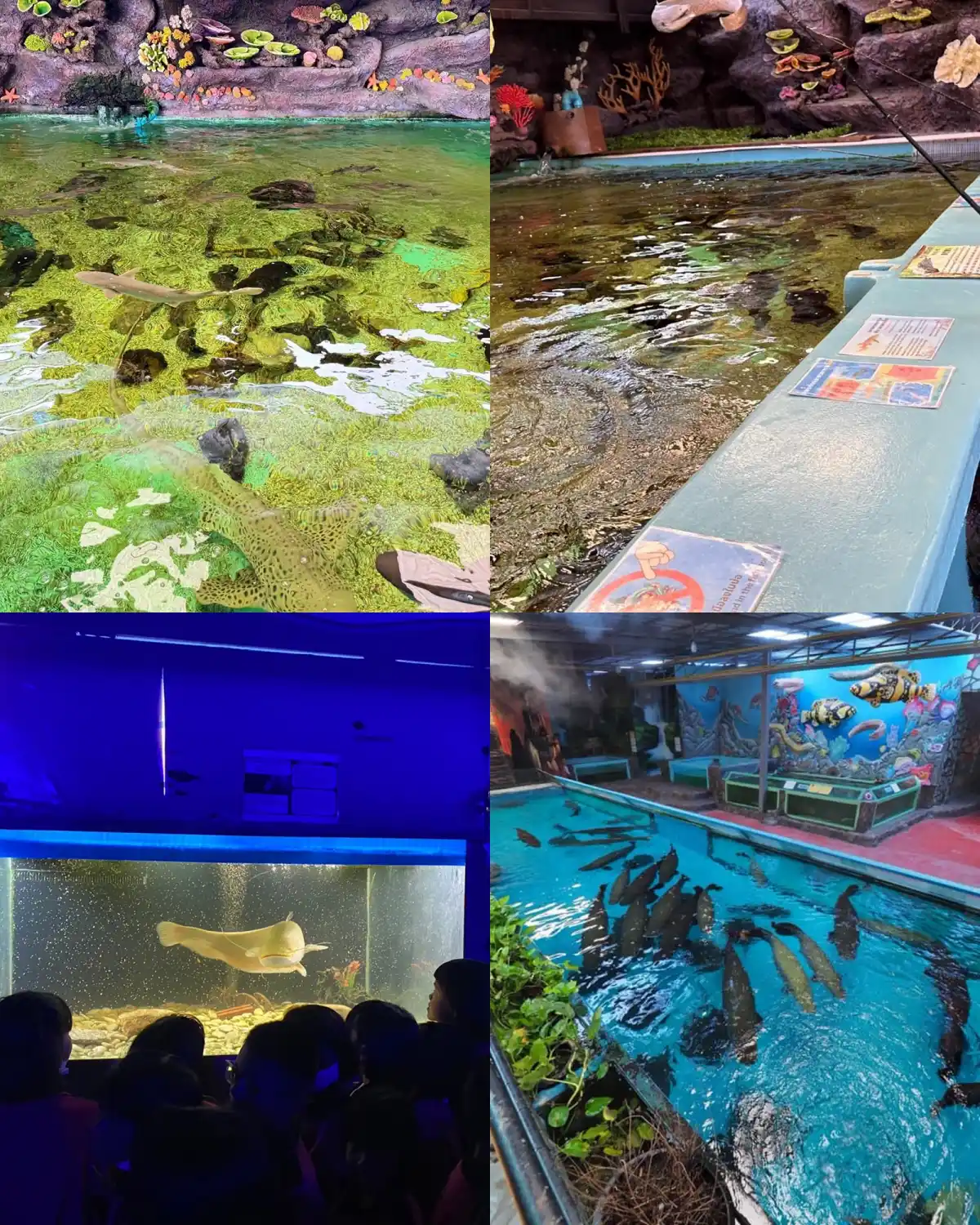 monster aquarium pattaya