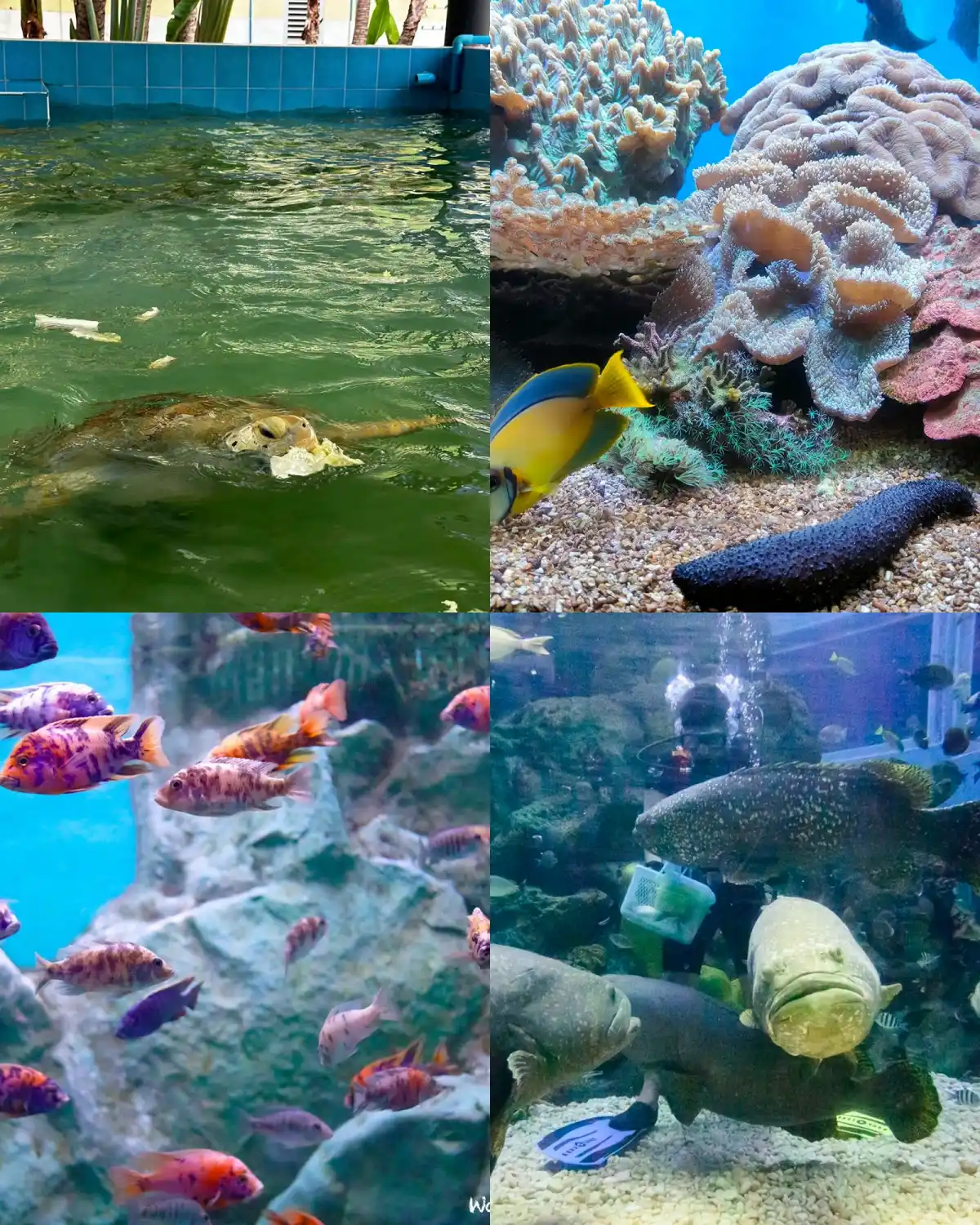 waghor aquarium