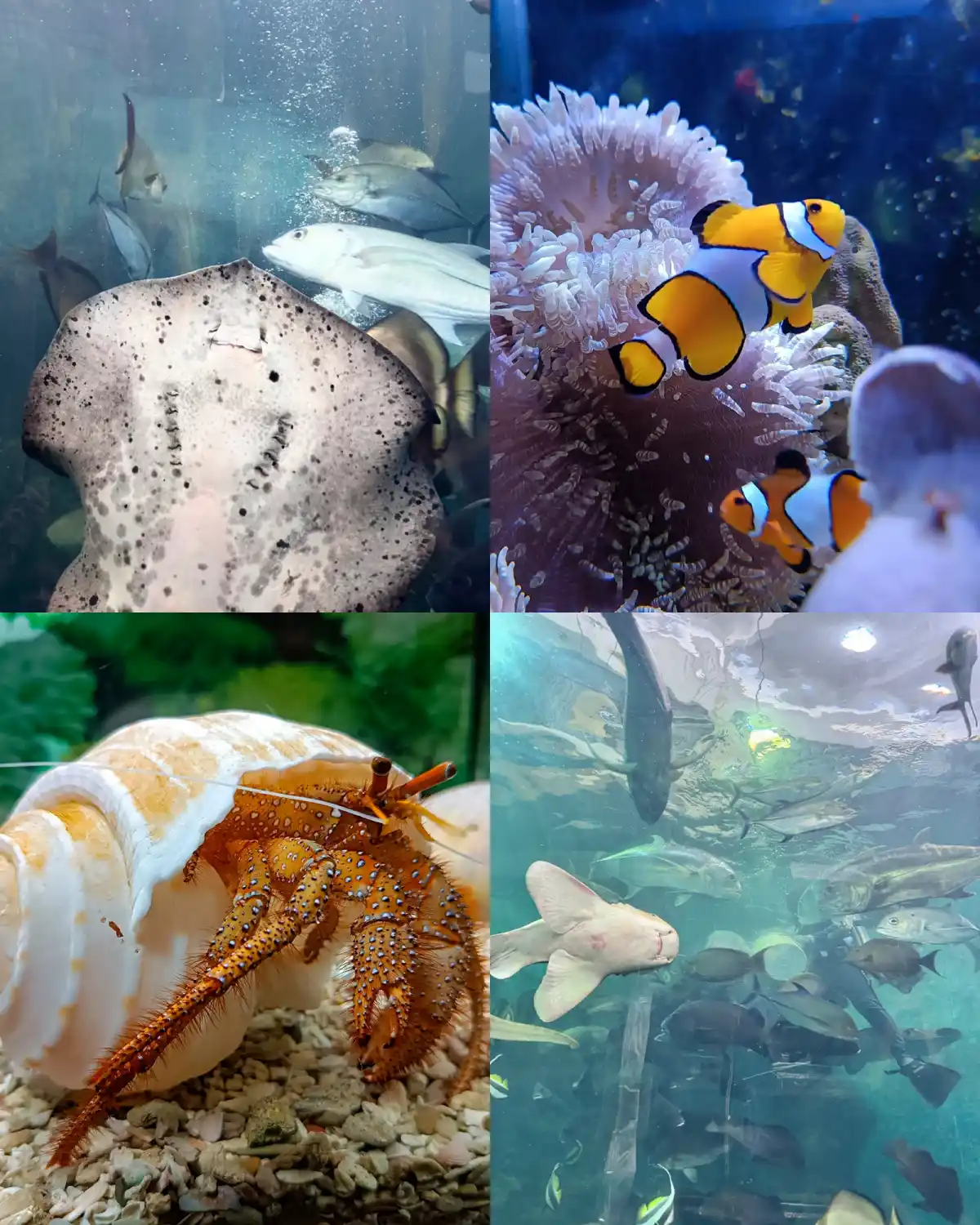 phuket aquarium