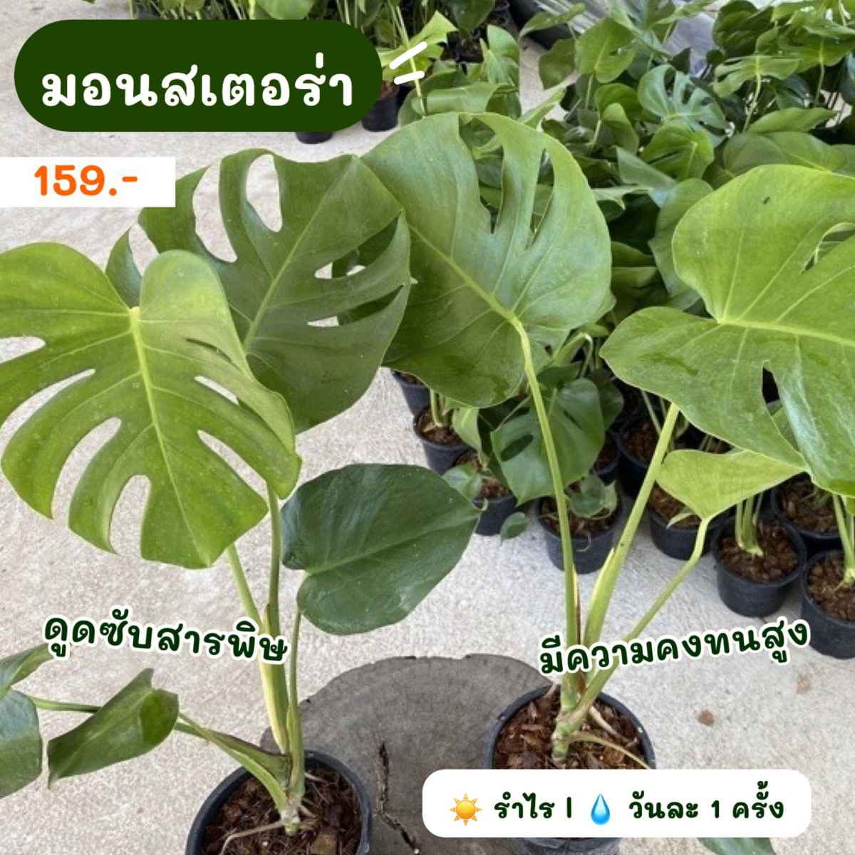 ต้นไม้ฟอกอากาศ