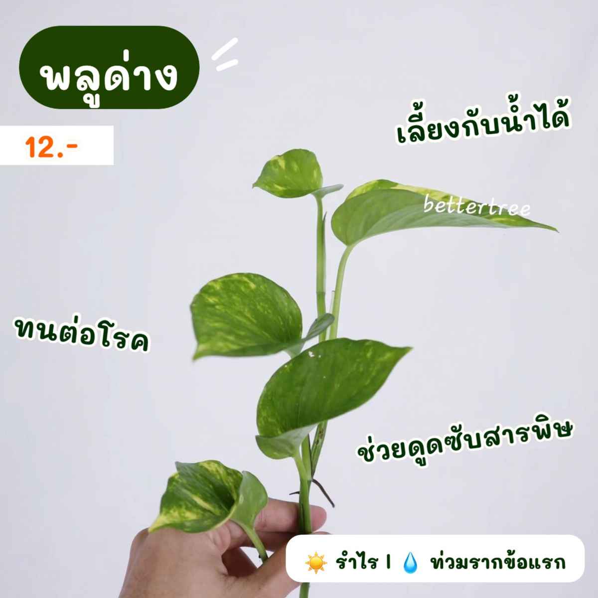 ต้นไม้ฟอกอากาศ