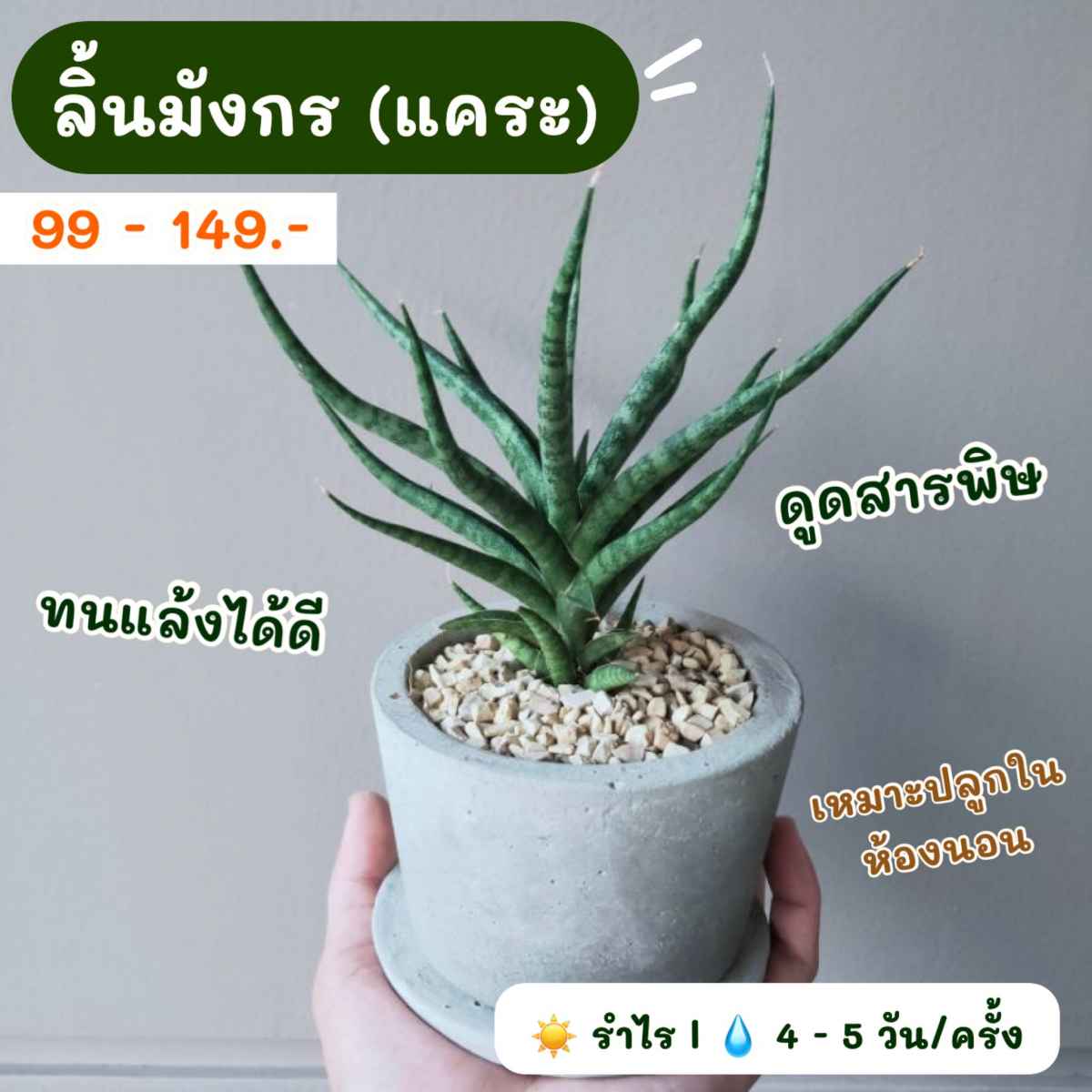 ต้นไม้