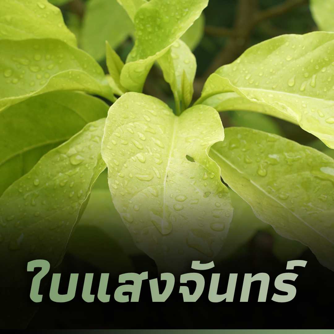 ใบแสงจันทร์