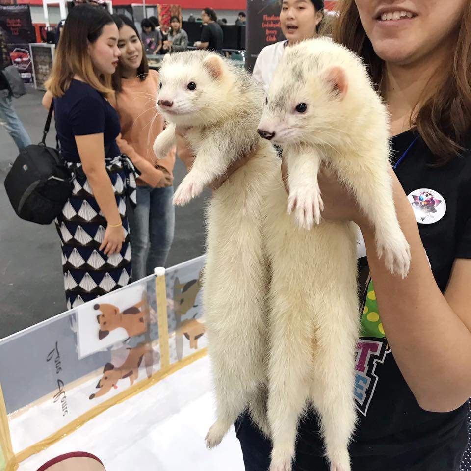 Pet Expo Thailand 2019 