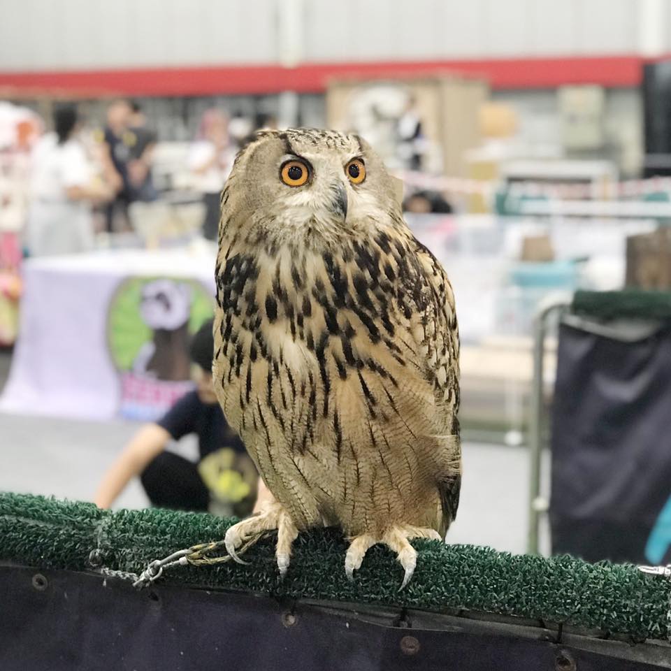 Pet Expo Thailand 2019 