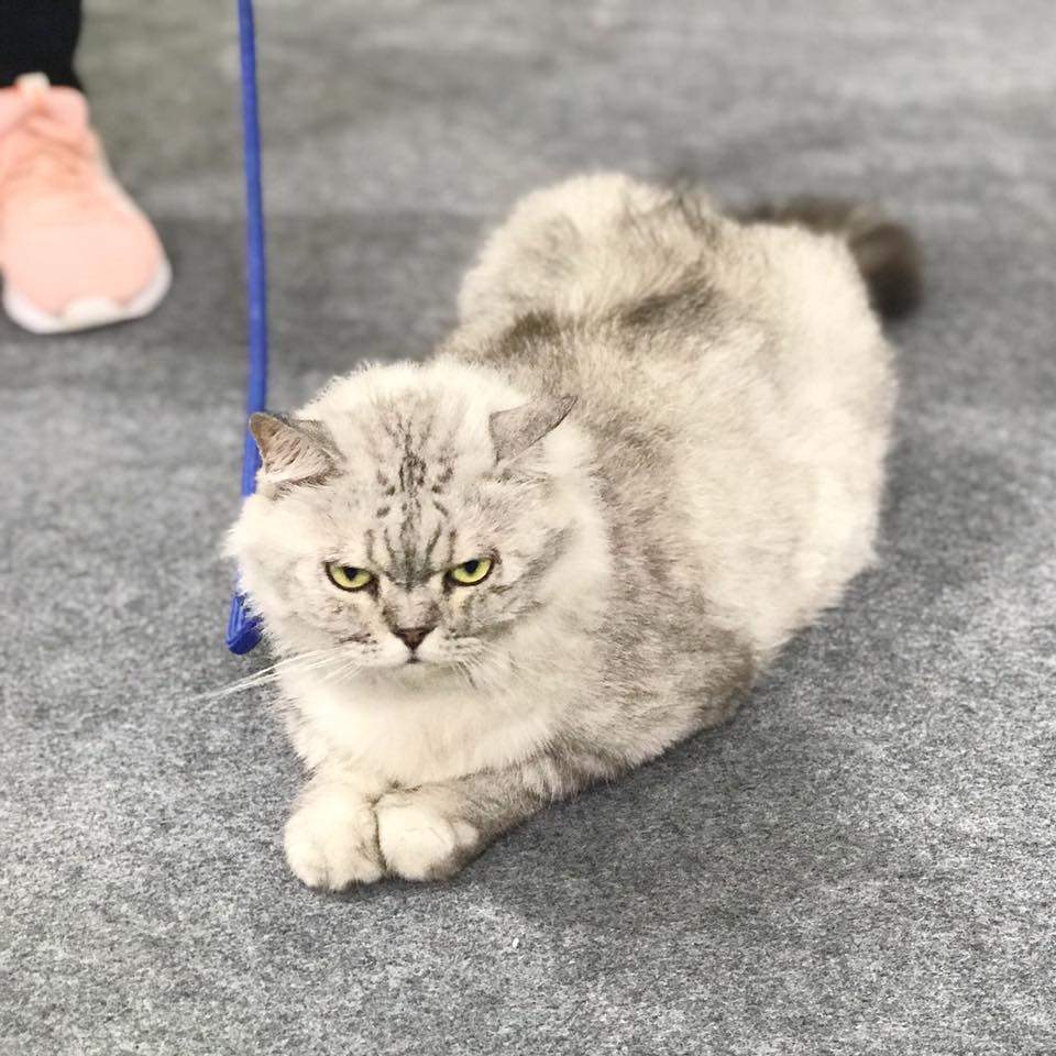 Pet Expo Thailand 2019 