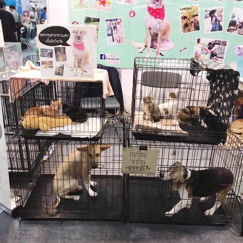 Pet Expo Thailand 2019 