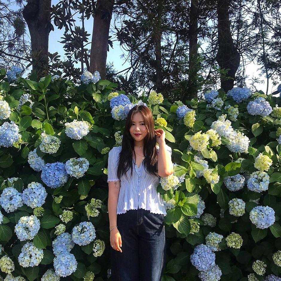 Hydrangea