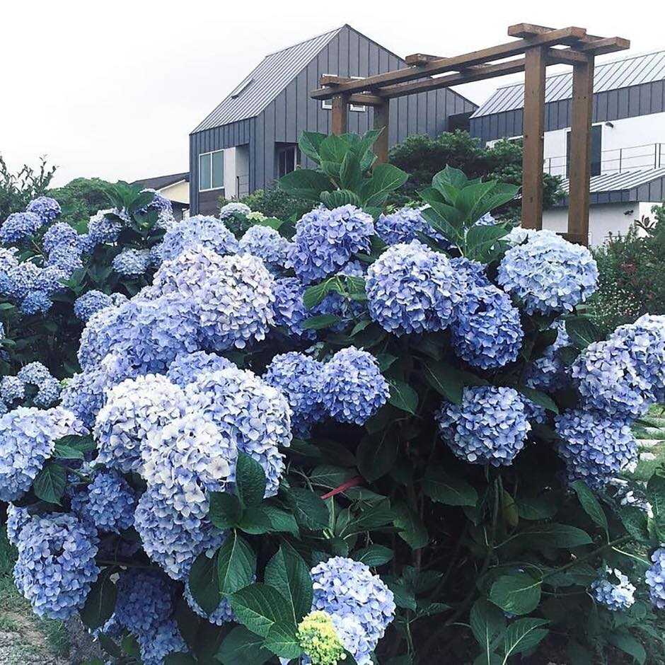 Hydrangea