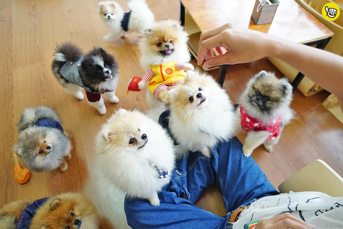 Happy Pom Dog Cafe