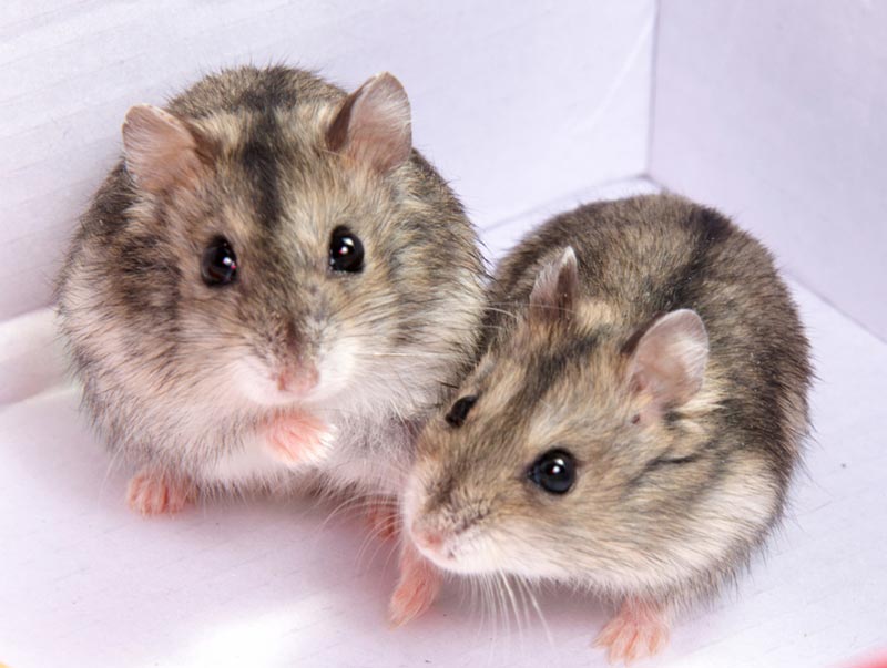 Rat Mouse Mice 3