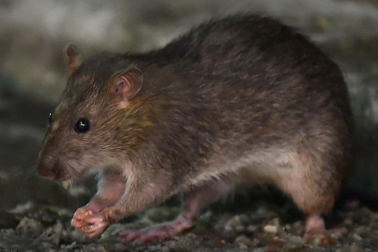 Rat Mouse Mice 1