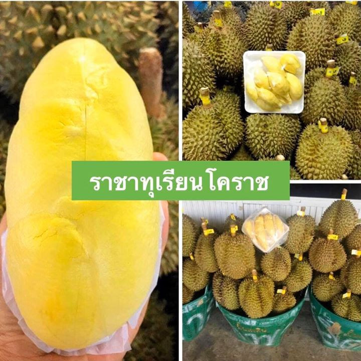 11 durian