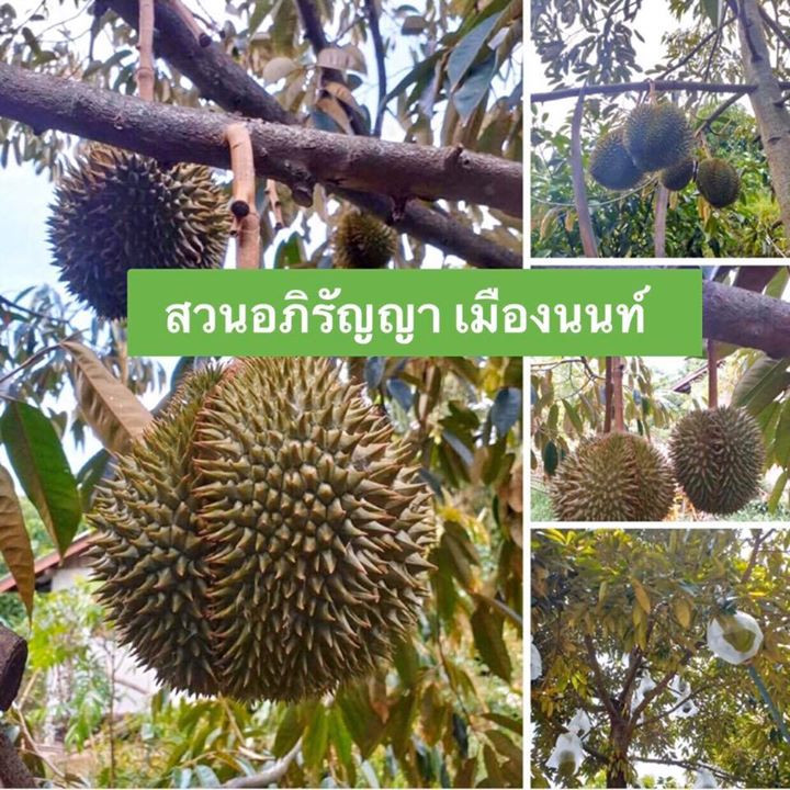 17 durian