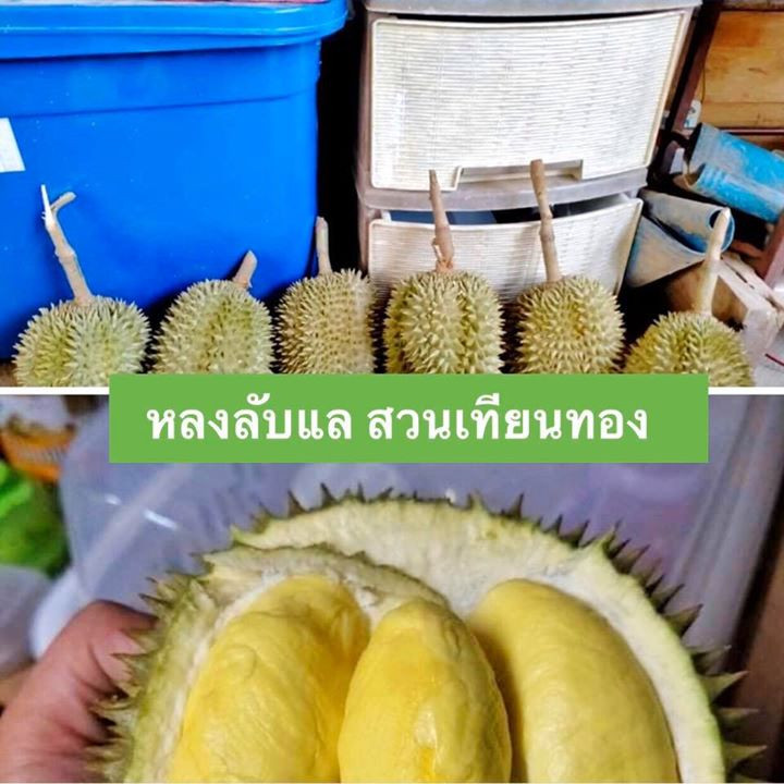 16 durian
