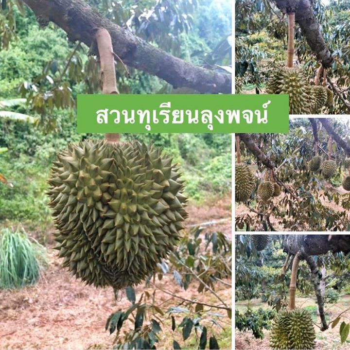 14 durian