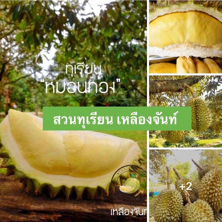 12 durian