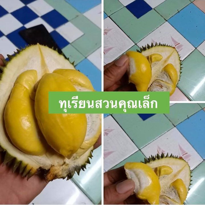13 durian
