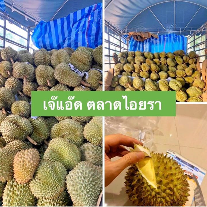 9 durian