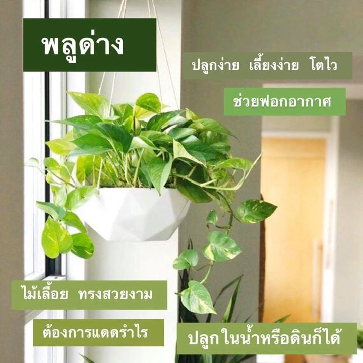 6 plants