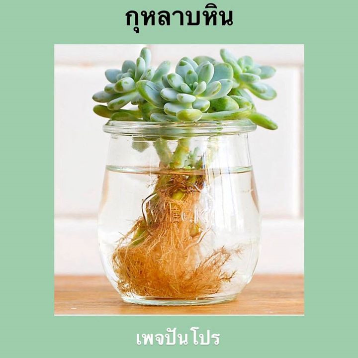 รวม 10 ต้นไม้ประดับบ้าน ปลูกในน้ำได้ไม่ต้องใช้ดิน!! | ปันโปร - Punpromotion