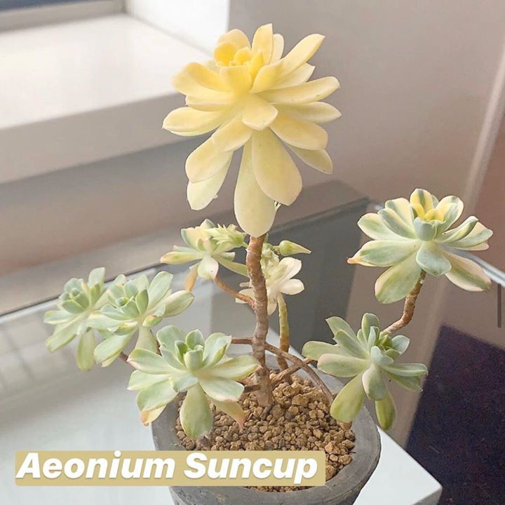 6 succulent