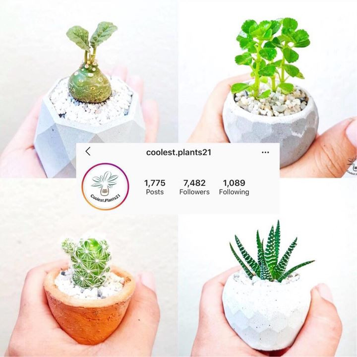 2 mini plants