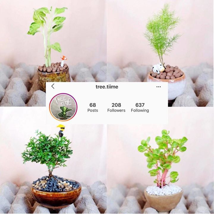 5 mini plants