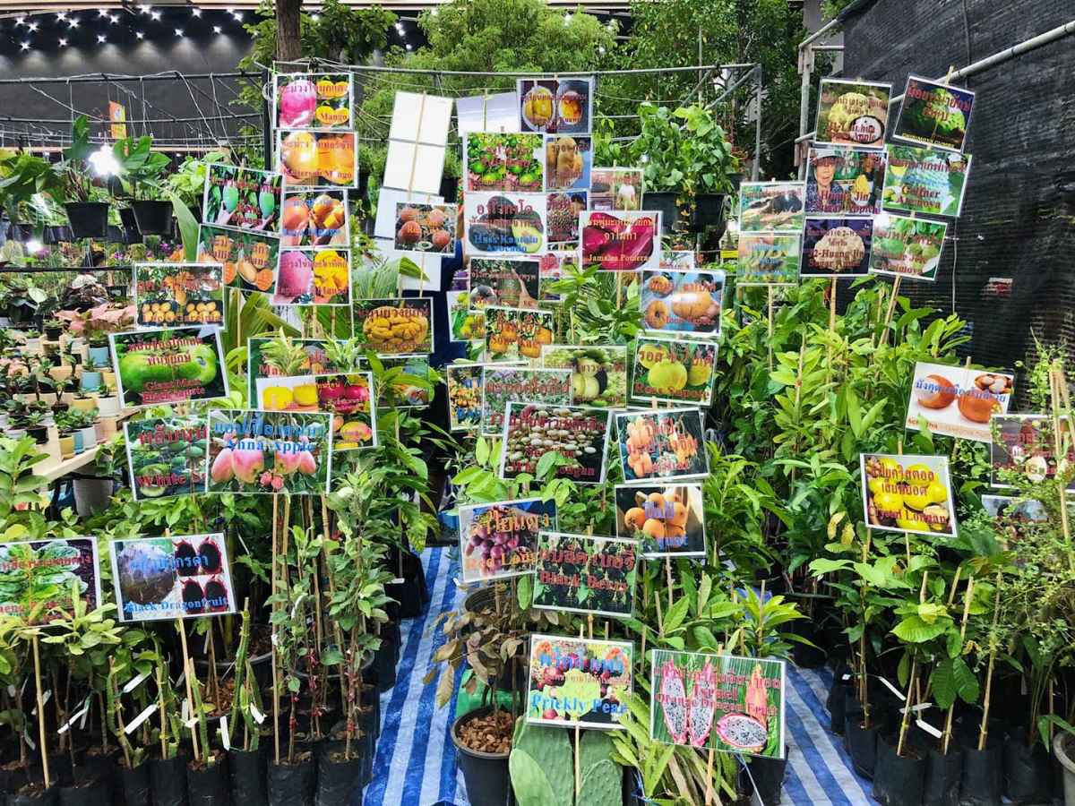 14 baanlaesuan fair midyear 2020
