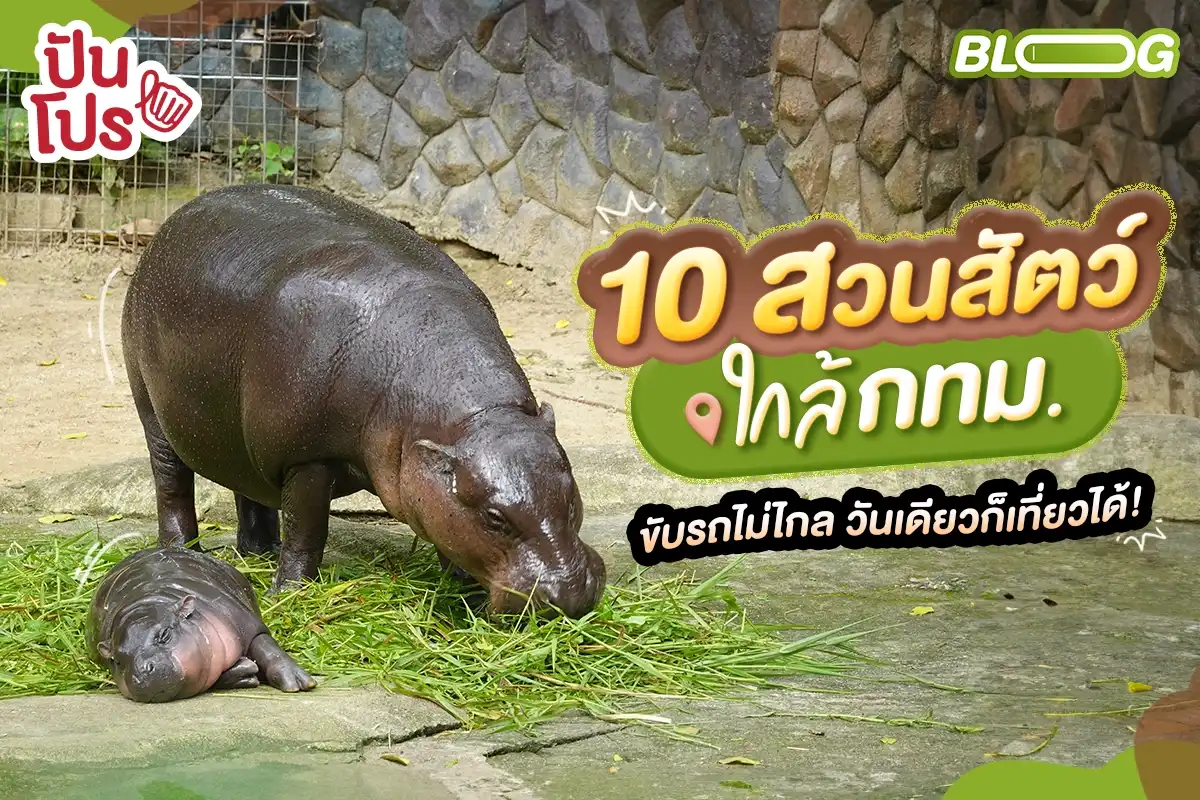 10 สวนสัตว์ใกล้กทม. ขับรถไม่ไกล วันเดียวก็เที่ยวได้!