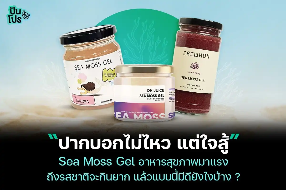 Sea Moss Gel อาหารสุขภาพที่กำลังเป็นกระแส แท้จริงแล้วเหมาะกับใครบ้าง?