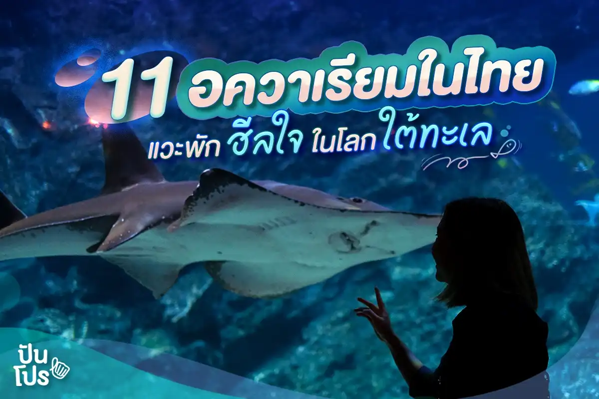 อควาเรียมในไทย วันหยุดนี้ไปเที่ยวดูปลากัน🐠