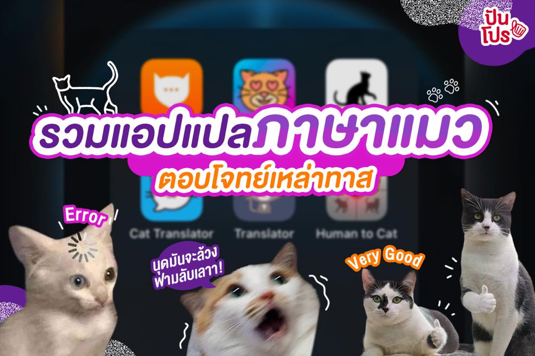 อยากคุยกับน้องรู้เรื่อง โหลดเลย! 6 แอปแปลภาษาแมว ตอบโจทย์เหล่าทาสทั้งหลายจ้า
