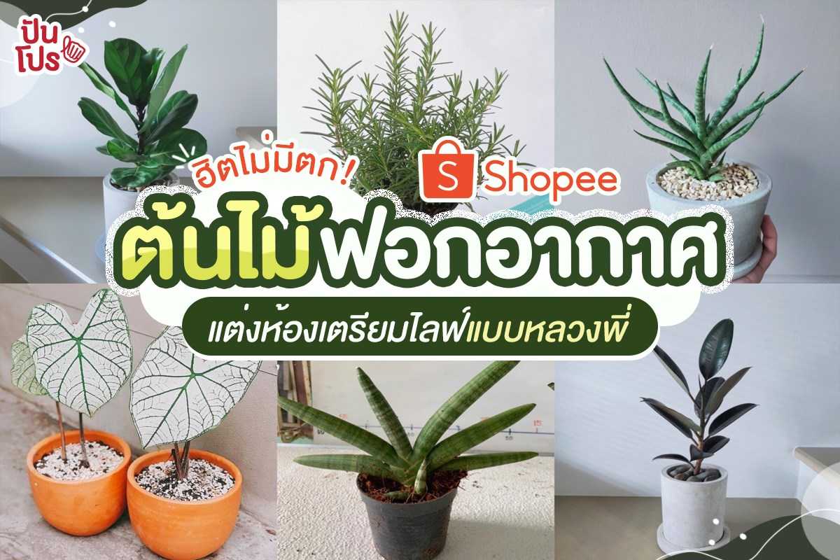 ฮิตไม่มีตก! ต้นไม้ฟอกอากาศใน Shopee แต่งห้องเตรียมไลฟ์แบบหลวงพี่