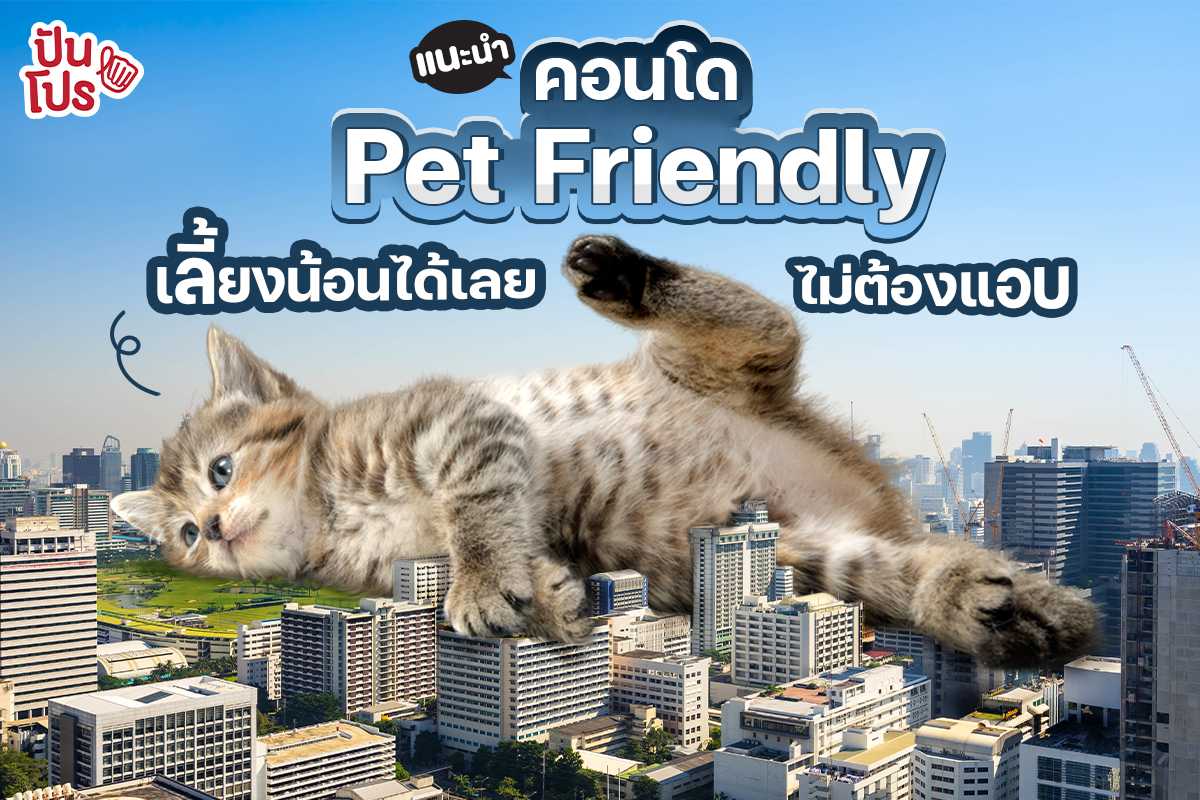  Pet Friendly Pet Lover 