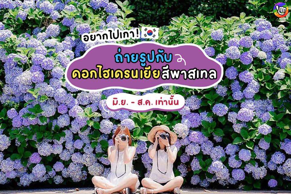 ถ่ายรูปกับดอกไฮเดรนเยีย สีพาสเทล