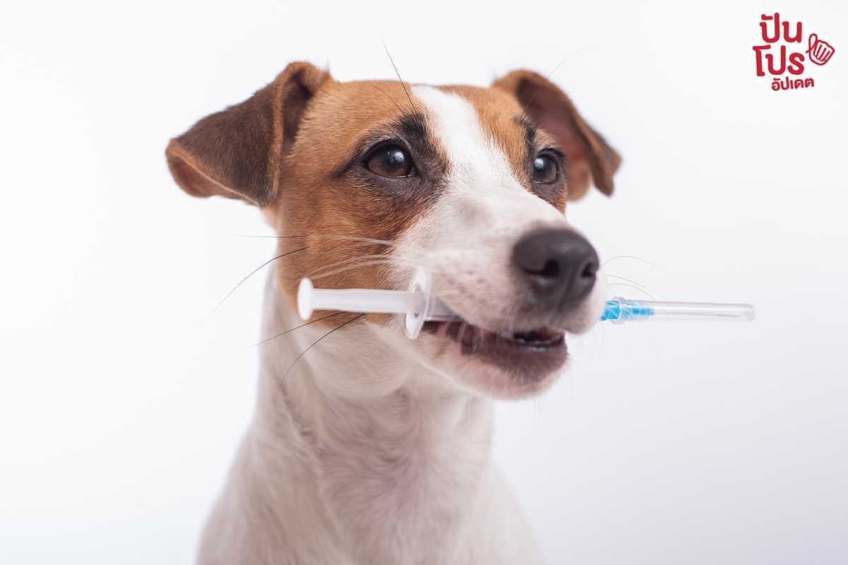 ฟรี! บริการฉีดวัคซีนป้องกัน โรคพิษสุนัขบ้า และผ่าตัดทำหมันหมาแมว หมดเขต 31 ม.ค. 66 นี้
