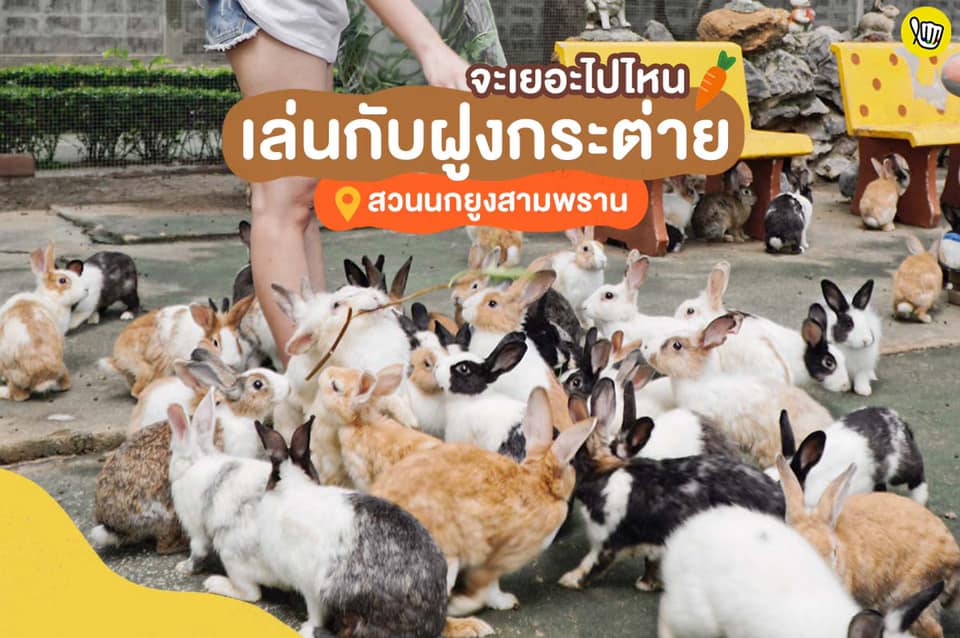 จะเยอะไปไหน? เล่นกับฝูงกระต่าย ที่สวนนกยูงสามพราน