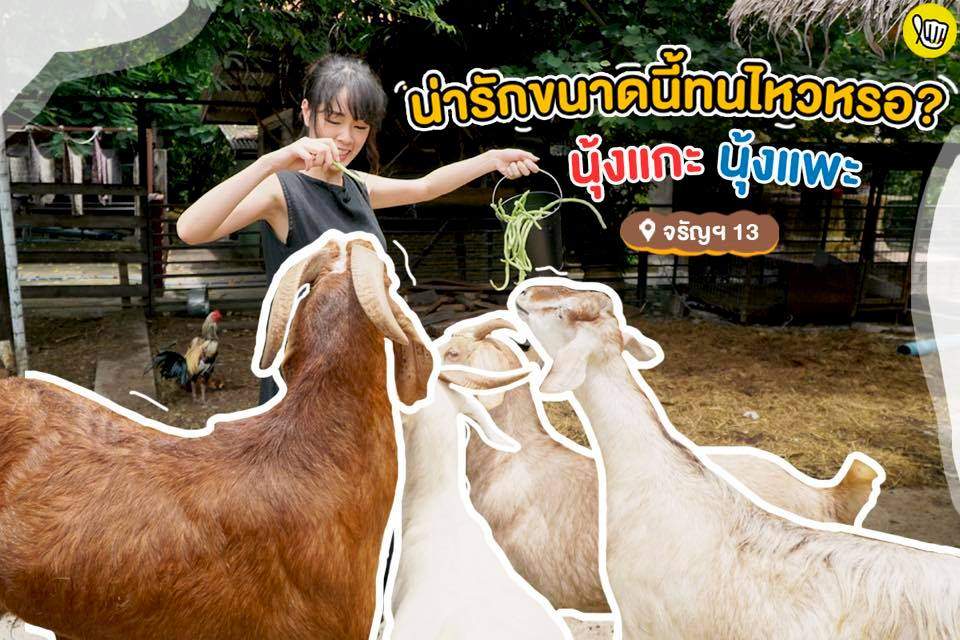 น่ารักขนาดทนไหวหรอ? นุ้งแกะ นุ้งแพะ ที่จรัญ13!! น่ารักขนาดทนไหวหรอ? นุ้งแกะ นุ้งแพะ ที่จรัญ13!!