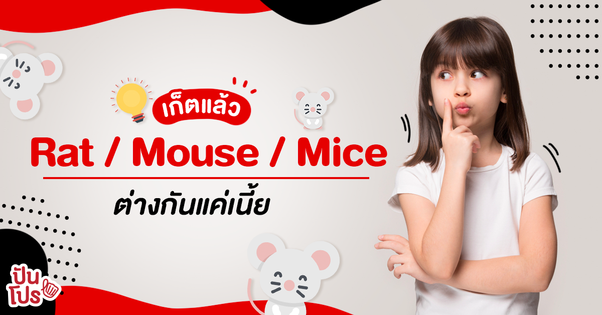 เช็กลิสต์คำศัพท์ภาษาอังกฤษ “Rat / Mouse / Mice” ต่างกันตรงนี้เองหรอ?